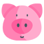 pig